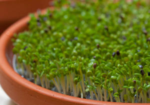 Amanida amb algues, germinats i xucrut